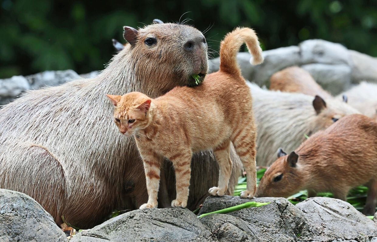 Cat-Pybara: An Unlikely But True Friendship