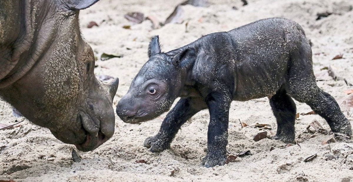 A New Hope: Endangered Sumatran Baby Rhino is Born