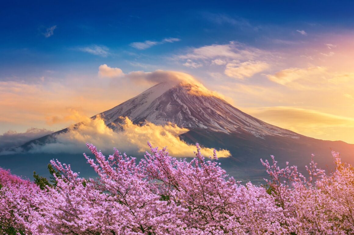 cherry-blossoms