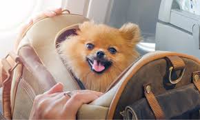 pet-travel
