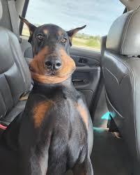 dog-snake