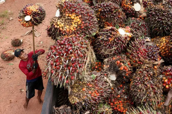 Fear-Grips-Indonesian-Palm-Oil-Industry-As-Military-Seizes-Plantations