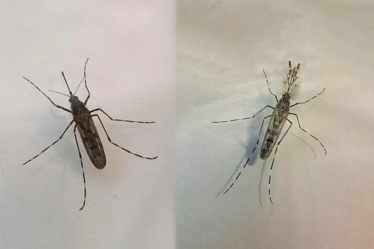 Iceland-Reported-Its-First-Mosquitoes-And-Its-A-Harbinger-Of-Arctic-Warming