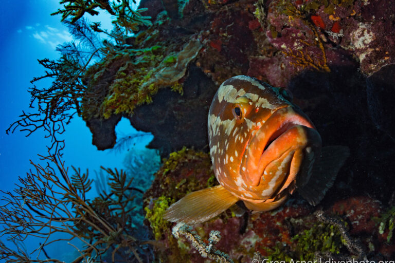 Belizes-Blue-Reputation-Vs.-Reef-Reality-Marine-Conservation-Wins-And-Whats-Missing-Commentary