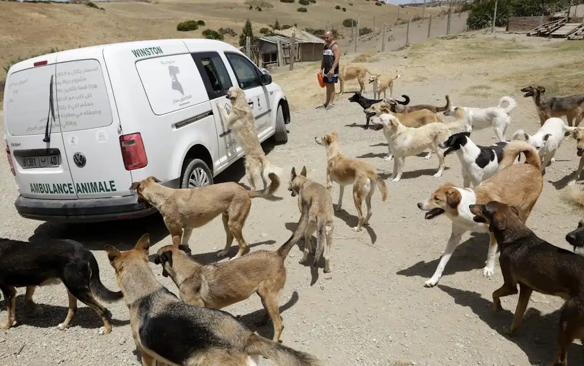 Morocco-Is-Shooting-Thousands-Of-Dogs-In-The-Street-For-The-World-Cup