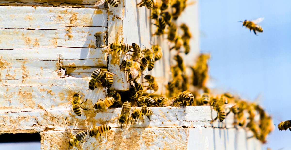Beekeeping-in-Malaysia