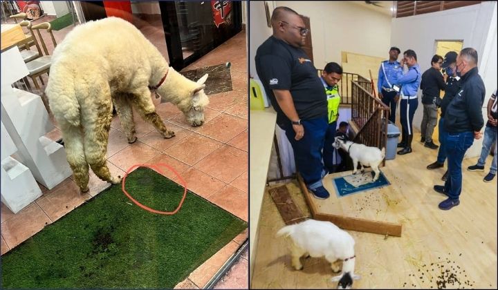 pet-cafe-melaka-alpaca-filthy-dirty-smelly
