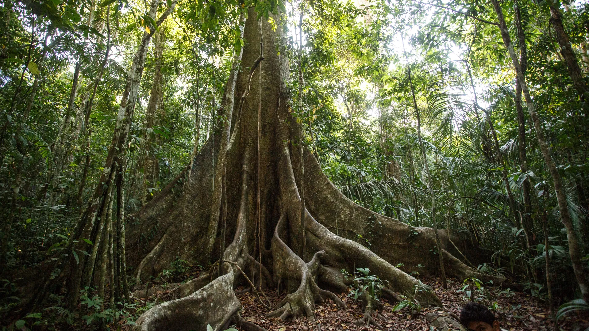 Amazon-Rainforest-Trees-Are-Resisting-Climate-Change-By-Getting-Fatter-From-CO2-In-The-Atmosphere