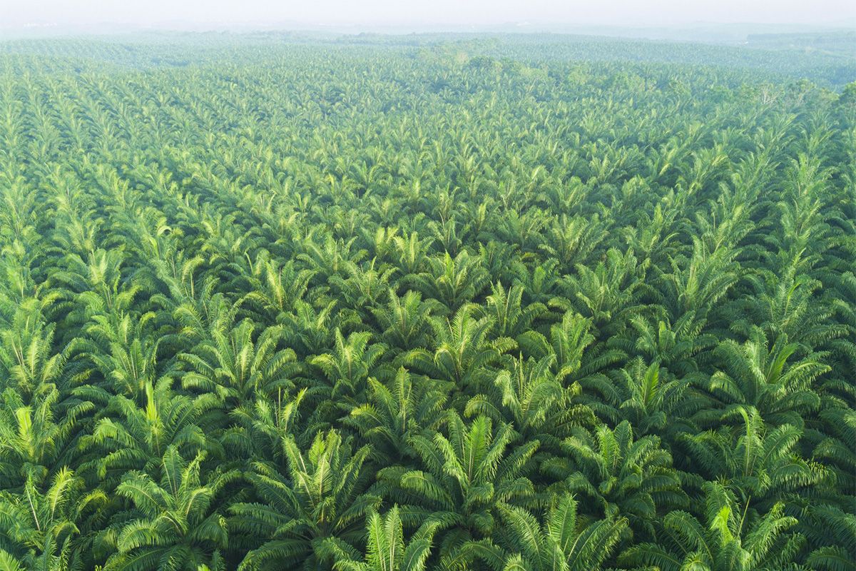 More-Than-Colour-The-Science-And-Solutions-Inside-Red-Palm-Oil