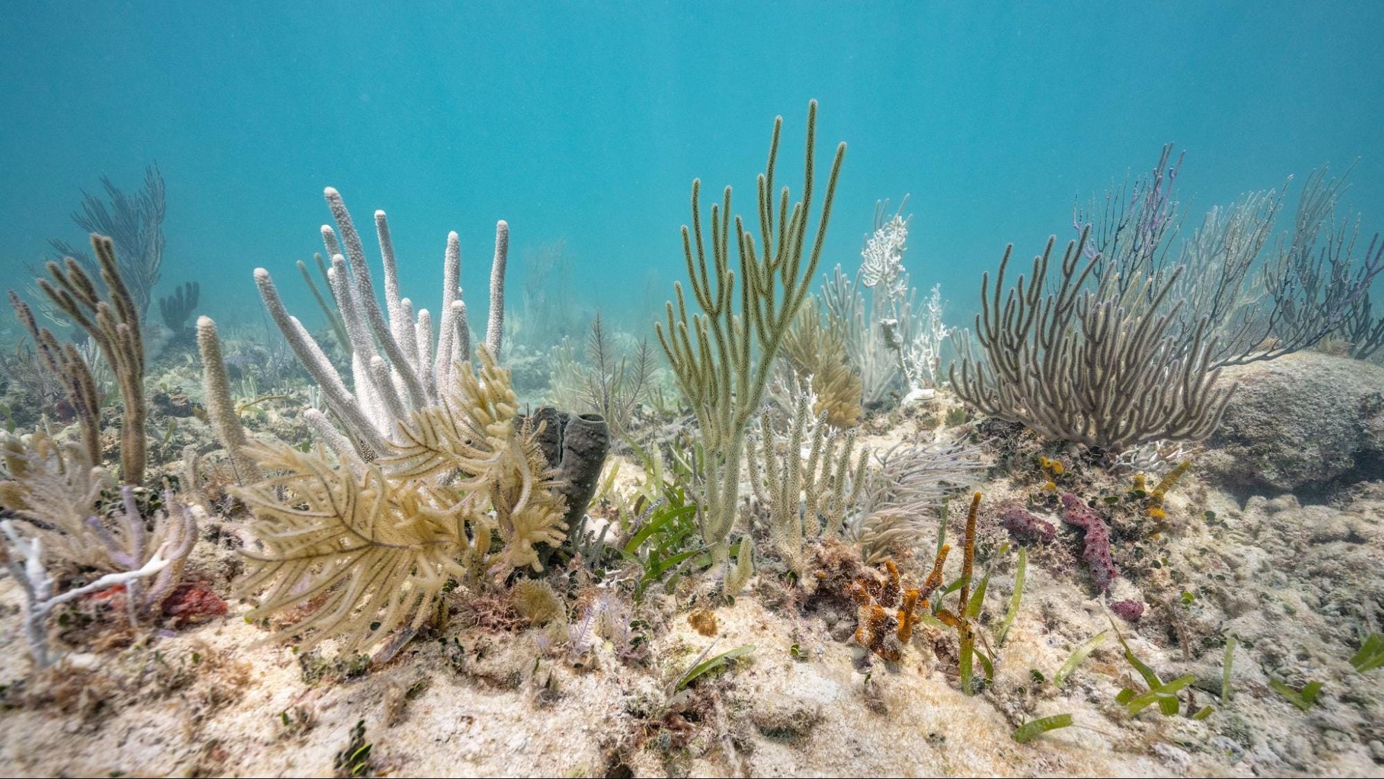 Earths-Climate-Has-Passed-Its-First-Irreversible-Tipping-Point-And-Entered-A-‘New-Reality