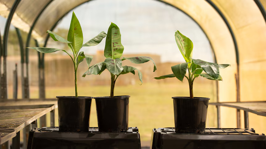 How-Australias-Genetically-Modified-Disease-Resistant-Banana-Could-Prevent-A-Global-Crop-Collapse