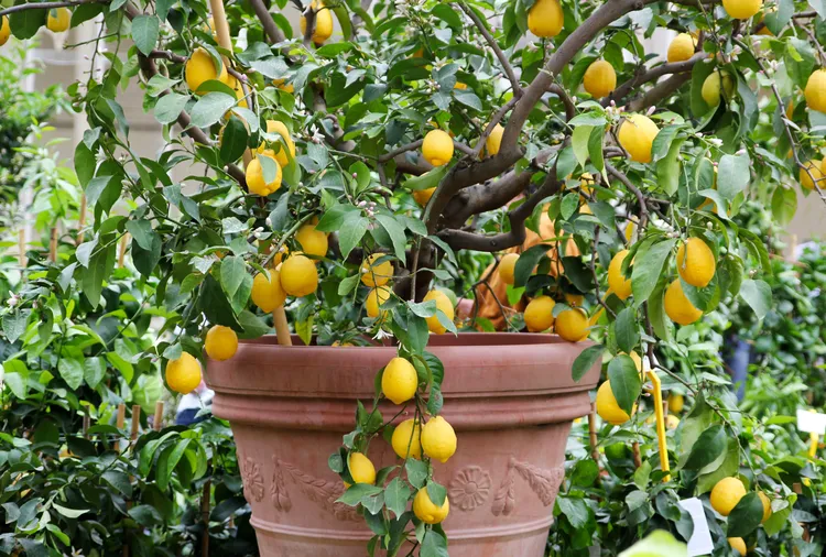 How-To-Grow-A-Lemon-Tree-In-A-Pot—No-Backyard-Needed