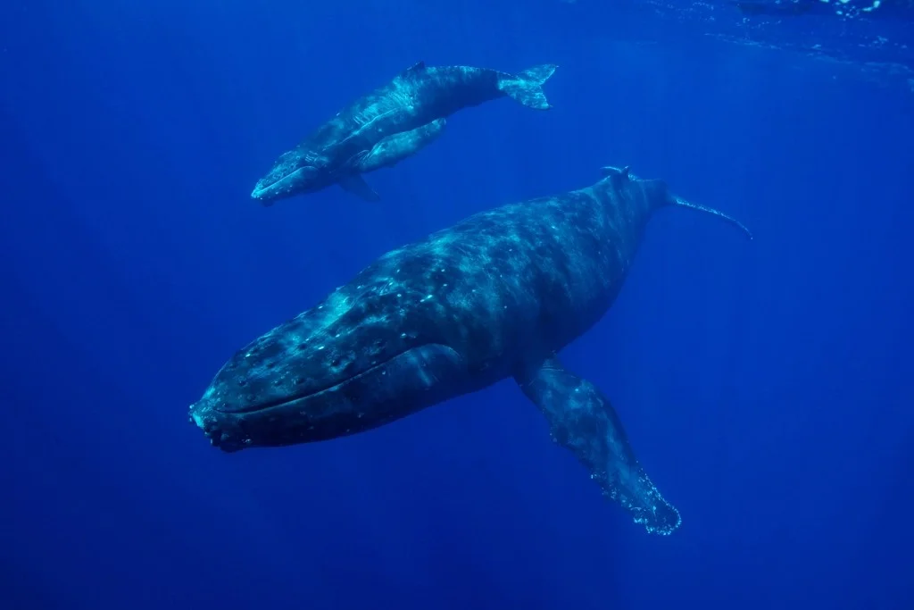 How-Whales-Help-Regulate-Earths-Climate