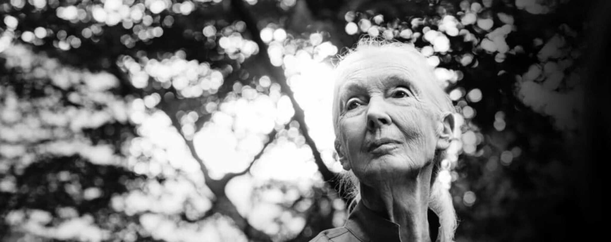 Jane-Goodall-Quotes-Words-From-A-Reluctant-Global-Icon