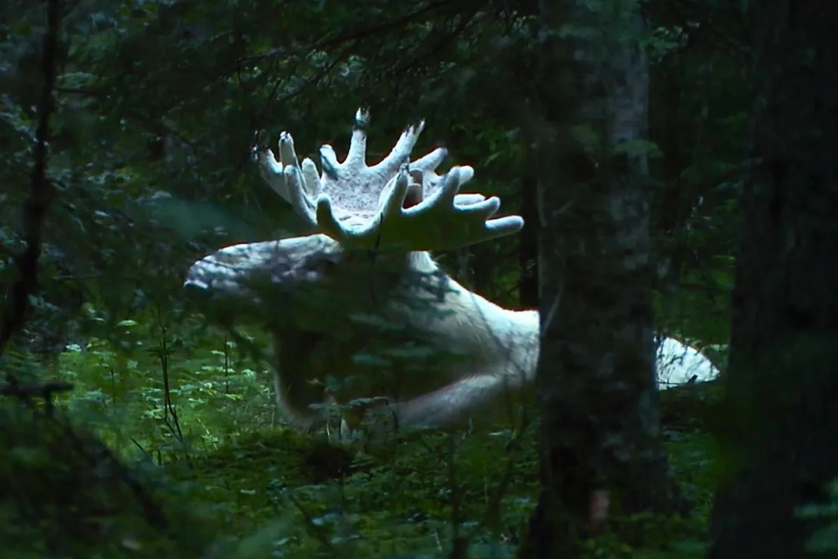 Rare-Ghost-Moose-Footage-Shows-Massive-Animal-Wandering-Through-Swedish-Wilderness