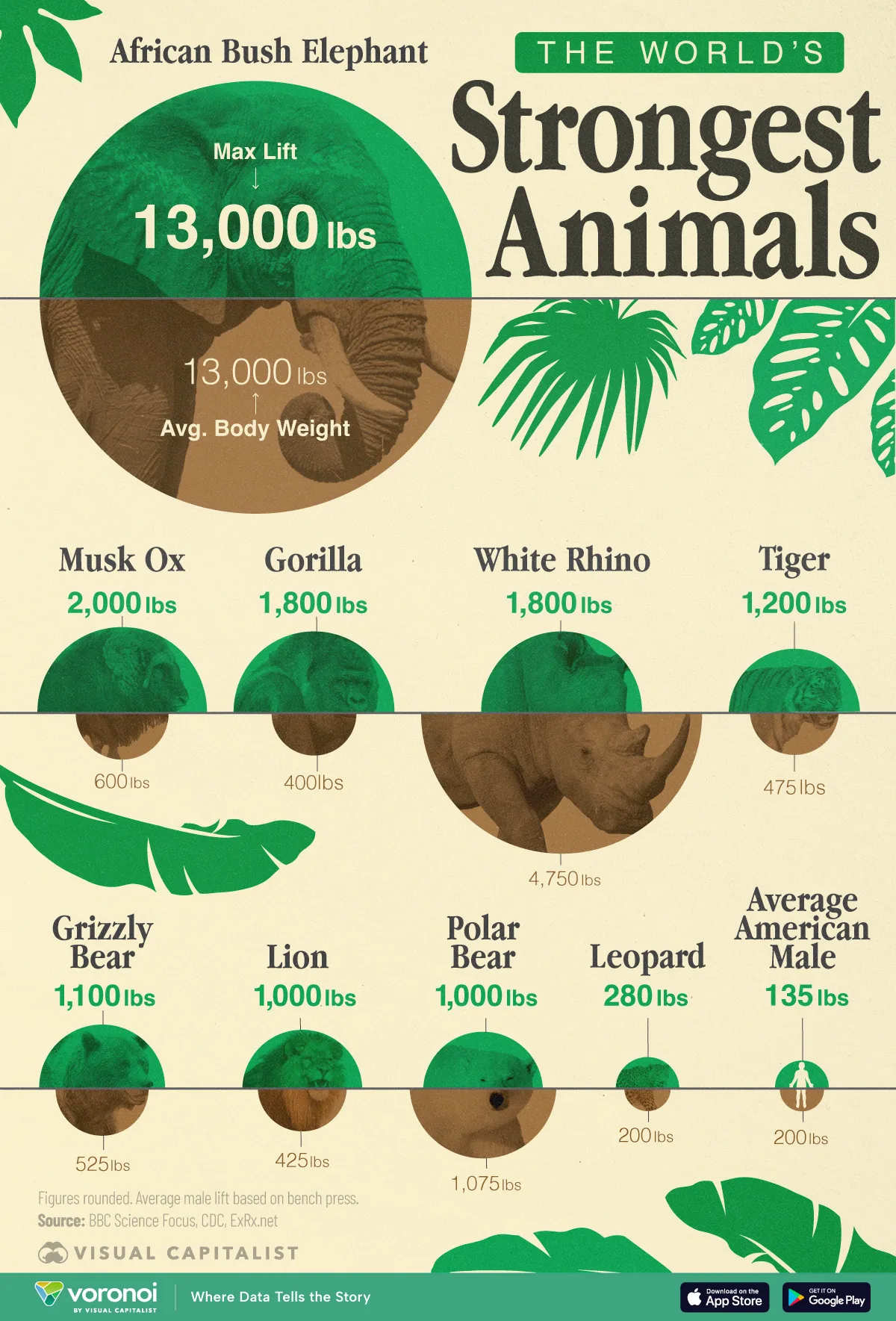 Visualized-The-Worlds-Strongest-Animals