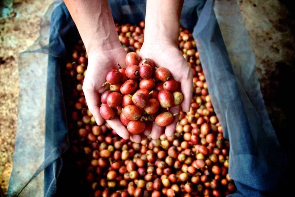 When-The-World-Finally-Tasted-Malaysian-Liberica-The-Rise-Of-The-‘Third-Coffee
