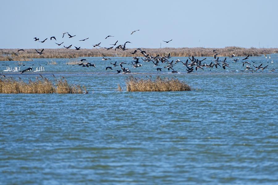 Bird-Paradise-At-Yellow-River-Estuary-Shines-As-China-Advances-Flyway-Conservation
