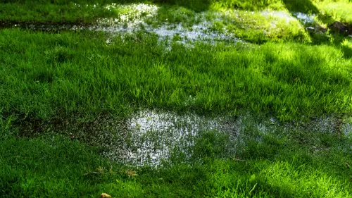 Easily-Absorb-Excess-Water-In-Your-Yard-By-Planting-This-Breathtaking-Tree