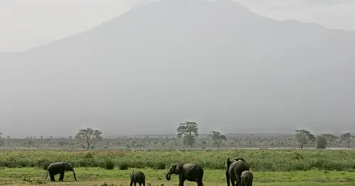 Elephants-Calm-Response-To-Drones-Opens-New-Doors-For-Observation-Study