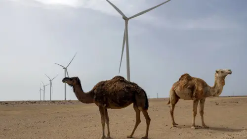 Fifty-Years-Of-Plunder-How-Morocco-And-Its-Allies-Profit-From-Western-Sahara