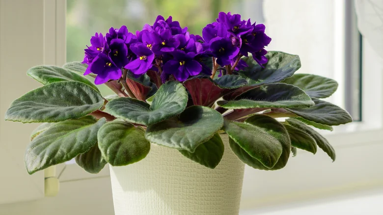 How-To-Care-For-African-Violets-In-Winter-So-They-Continue-To-Thrive