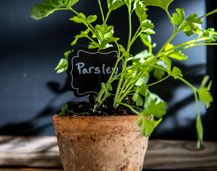 How-To-Grow-Parsley-Indoors-So-You-Can-Snip-It-Anytime