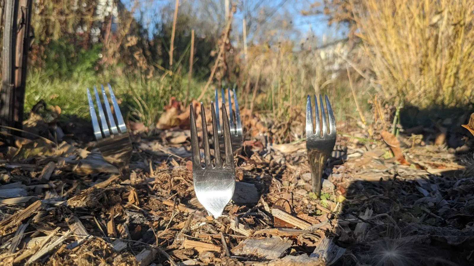 If-You-See-Forks-in-Peoples-Gardens-this-Fall-Theres-Actually-a-Very-Good-Reason