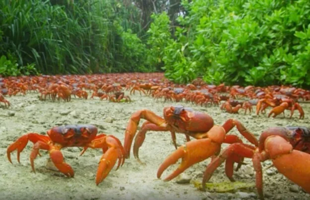 Its-Home-To-One-Of-Natures-Greatest-Spectacles-And-Tree-Climbing-Crabs-—-Discover-This-Weird-And-Wonderful-Australian-Island
