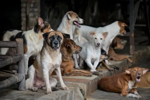Major-Asian-Capital-Finally-Bans-Dog-And-Cat-Meat-In-Victory-For-Animal-Rights-Activists