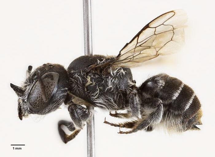 Newly-Described-‘Lucifer-Bee-Found-Visiting-Critically-Endangered-Plant-In-Australia