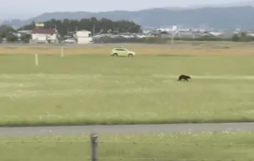 Runaway-Bear-Shuts-Down-Japanese-Airport-In-Early-Morning-Drama