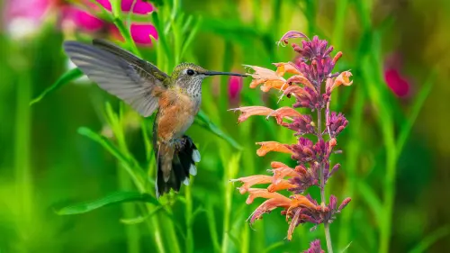 Tips-For-Pruning-Agastache-To-Attract-More-Hummingbirds-Next-Spring