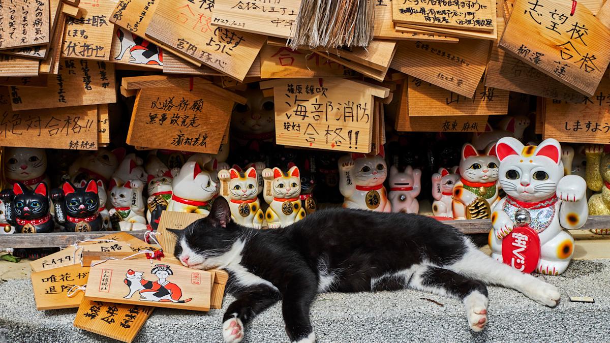 100-Cute-Japanese-Cat-Names-For-Your-Pet