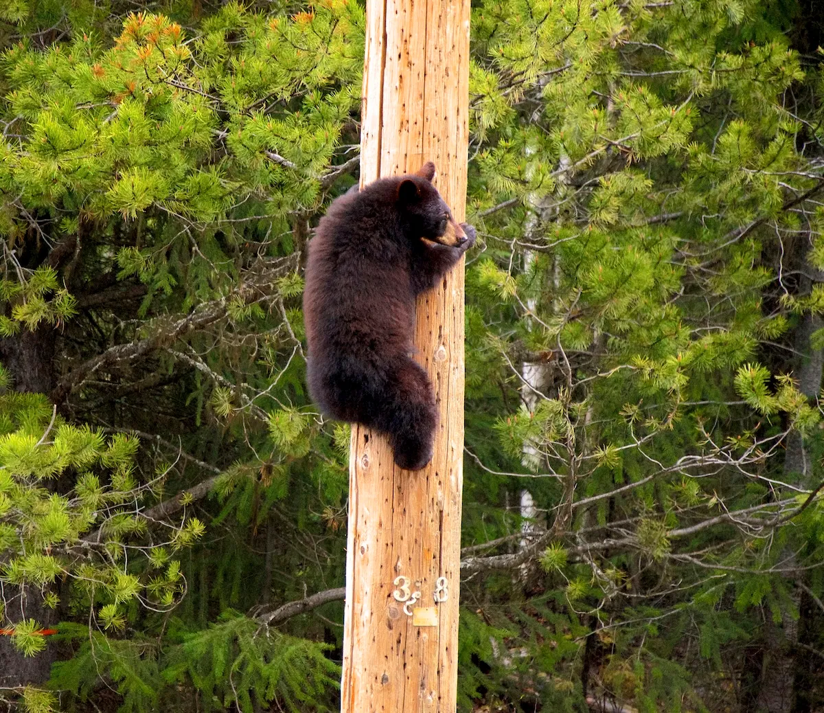 Bear-Fights-With-Man-on-a-Utility-Pole-Video