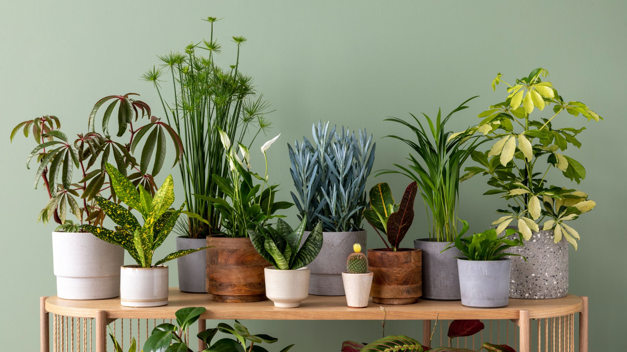 Best-Houseplants-To-Buy-In-2026-According-To-Our-Editors-And-Plant-Experts