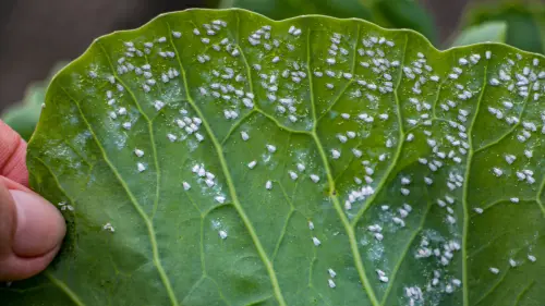 Common-Whitefly-Varieties-The-Plants-They-Love-To-Target