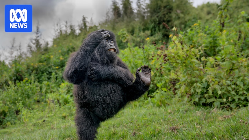 Dancing-Gorilla-Wins-Comedy-Wildlife-Photo-Awards-2025