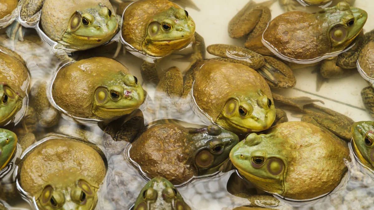 Diagnostic-dilemma-A-woman-got-a-rare-parasitic-lung-infection-after-eating-raw-frogs