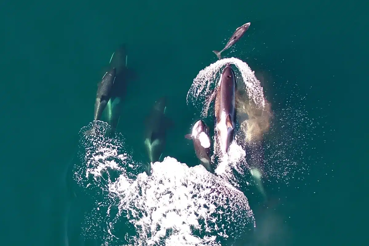 Killer-whales-filmed-hunting-with-dolphins-and-sharing-prey-for-first-time