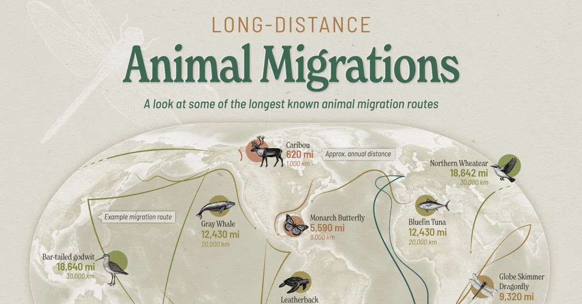 Mapped-The-Worlds-Longest-Animal-Migrations