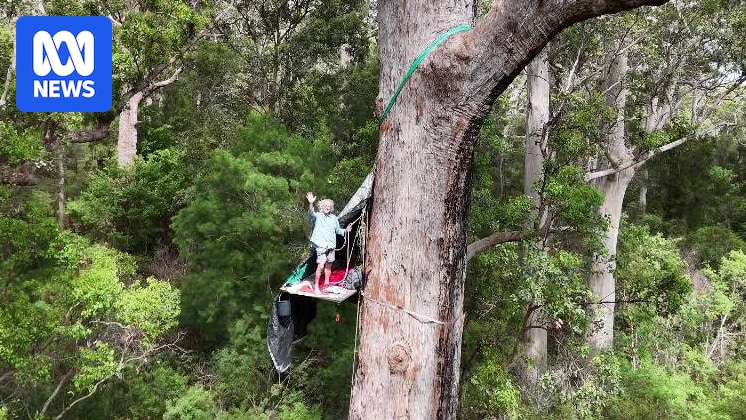 Plans-To-Burn-Red-Tingle-Trees-Temporarily-Suspended-Following-Treetop-Protest