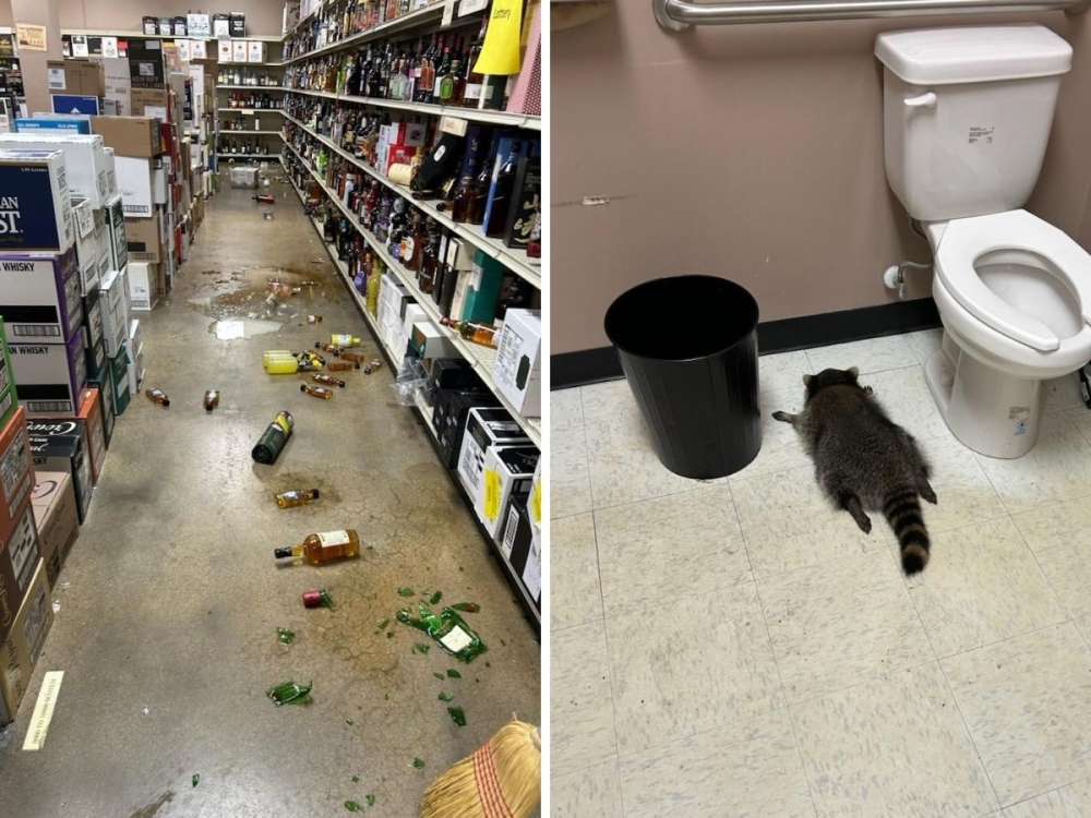 Raccoon-on-the-rocks-Furry-bandit-breaks-into-liquor-store-passes-out-cold
