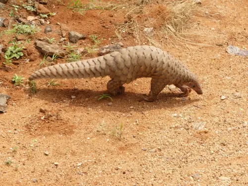The-Pangolin-Is-Adorably-Weird-—-And-Malaysia-Is-One-of-Its-Last-Strongholds