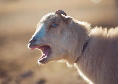 This-Snack-Hungry-House-Goat-Is-My-New-Favorite-Internet-Animal