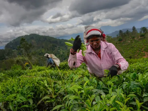 ‘Like-Wastelands-Sri-Lanka-Tea-Plantations-Suffer-Cyclone-Ditwahs-Wrath