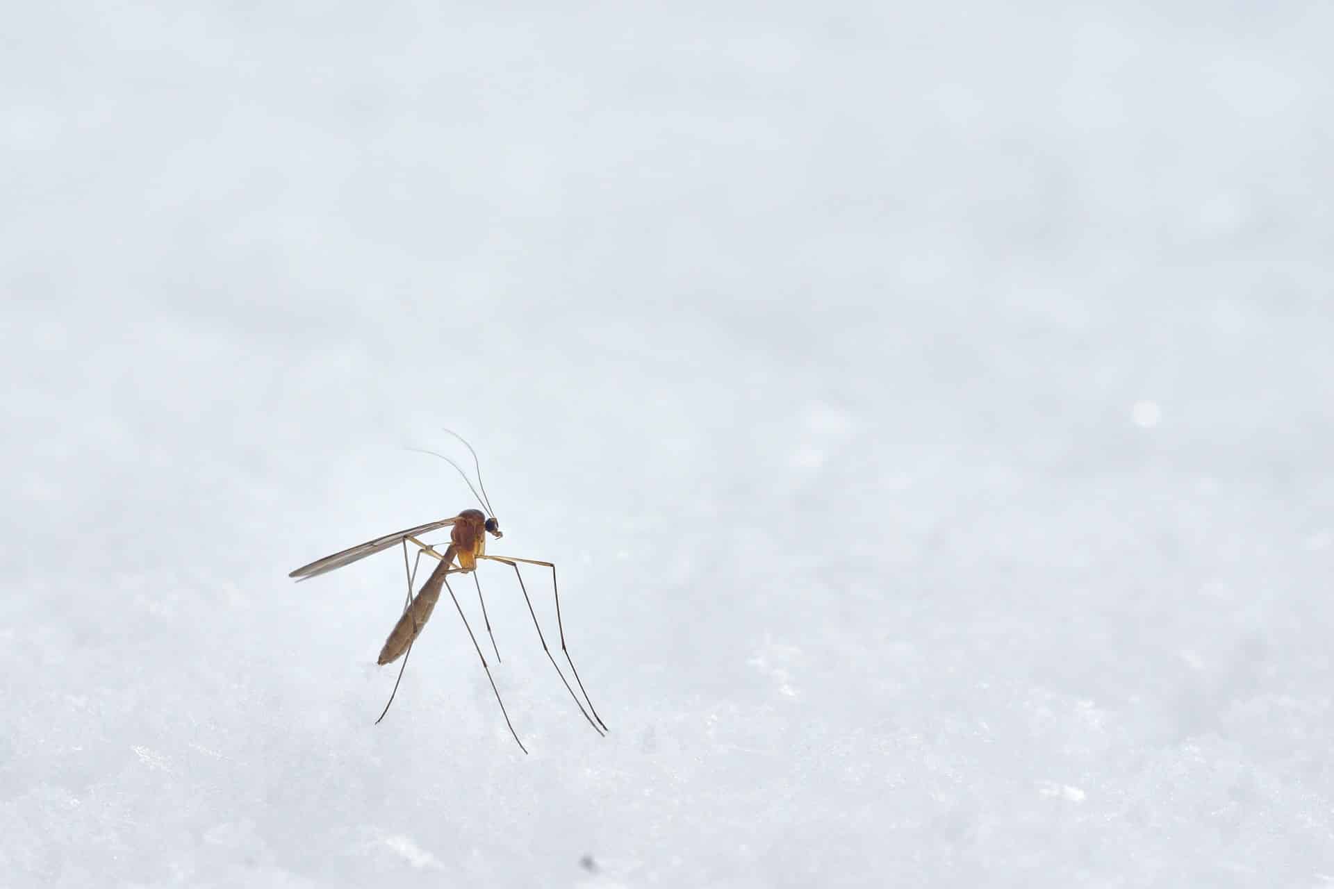 Now-I-Know-Why-Mosquitoes-Prefer-Some-People-Over-Others