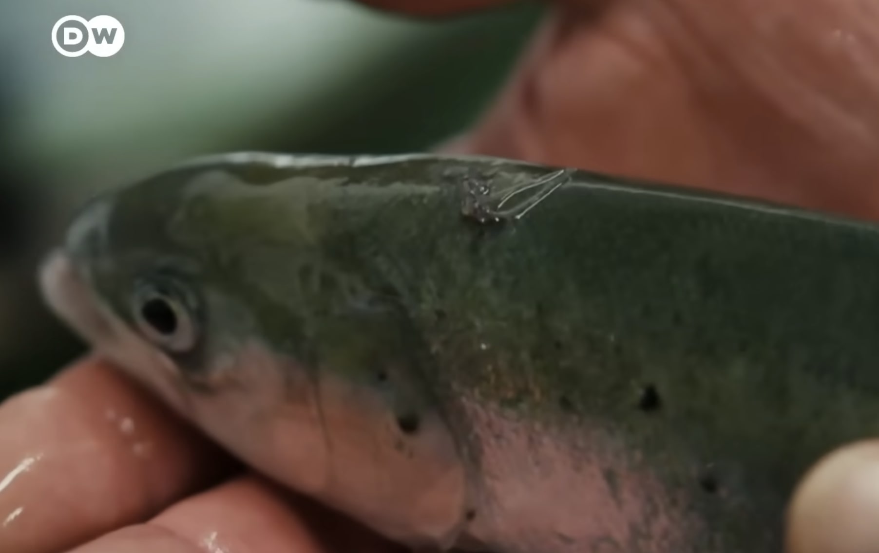 Can-Norways-Wild-Salmon-Be-Saved-DW-Documentary