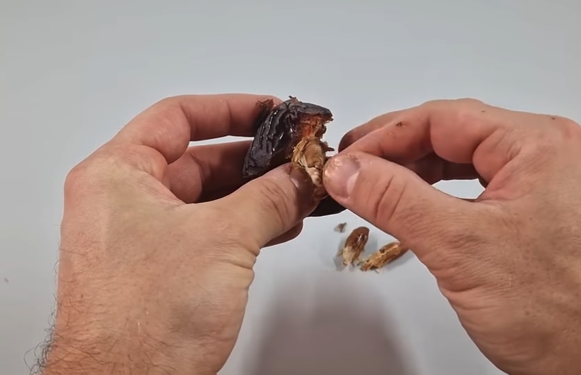 I-Planted-A-Date-Palm-Seed-And-Filmed-It-For-3-Years