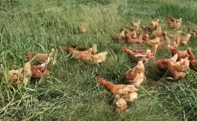 I-Visited-A-True-Pasture-Raised-Egg-Farm-To-Learn-The-Truth-Behind-Eggs